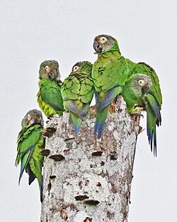 Dusky-headed Parakeet JCB