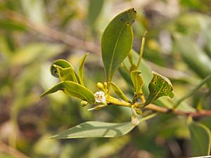 Eremophila debilis.jpg