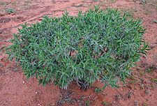 Eremophila freelingii