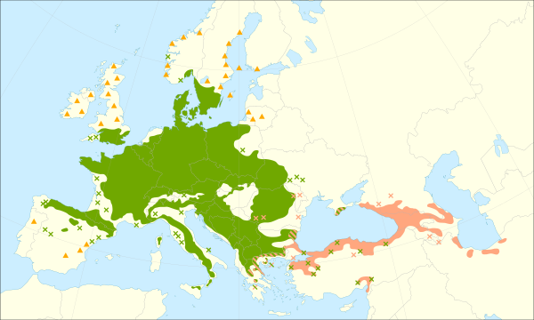 Fagus sylvatica range