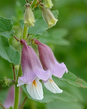 False Sesame (Ceratotheca sesamoides) (16347957338).jpg