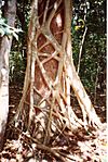 Ficus watkinsiana on Syzygium hemilampra-Iluka.jpg