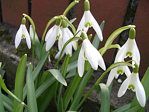 Galanthus nivalis 2202