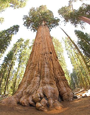 General Sherman tree looking up