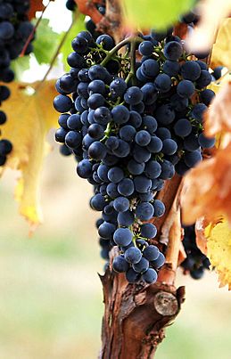 Grapes02 crop