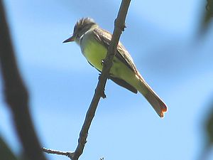 Great Crested Flycatcher