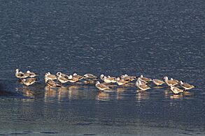 Grey-headed gulls (Chroicocephalus cirrocephalus)