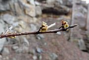 Hamamelis virginiana