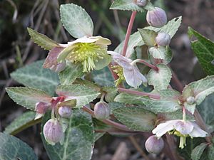 Helleborus lividus (23794254383).jpg