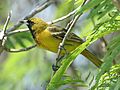 Hooded Oriole 1st summer