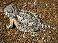 Horned lizard 032507 kdh