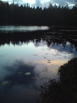 Inner-Abborrtjärnen, a lakelet in the center of the reserve.