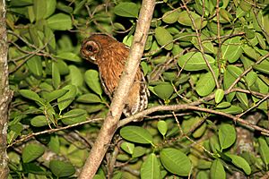 Jamaican Owl 2506951138.jpg