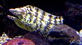 Kidako moray