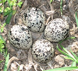 Killdeer eggs