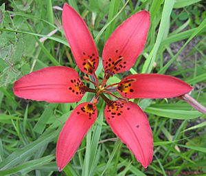 Lilium philadelphicum var. philadelphicum.jpg