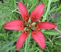 Lilium philadelphicum var. philadelphicum.jpg