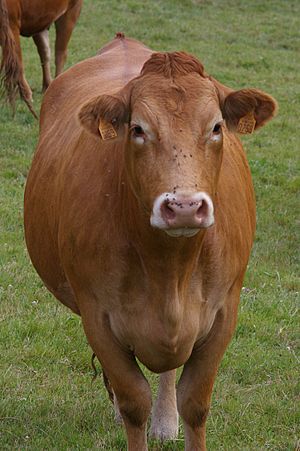 Limousin cow