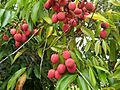 Litchi chinensis fruits