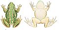 Litoria aurea