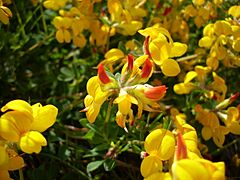 Lotus corniculatus10