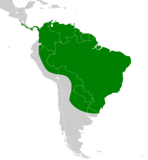 Milvago chimachima map.svg