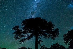 Noche estrellada sobre una araucaria