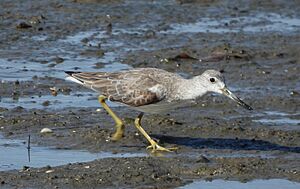 Nordmann's Greenshank Cairns Australia