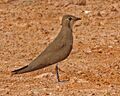 Oriental Pratincole (Glareola maldivarum)