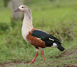 Orinoco Goose.jpg