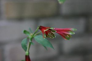 Parrot Lilly (Alstroemeria psittacina).jpg