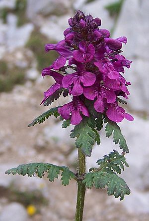 Pedicularis verticillata a3.jpg