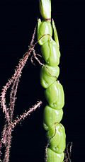 Perennial Teosinte ear (Zea diploperennis) - Detail.jpg