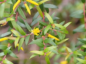 Persoonia acuminata 02.jpg