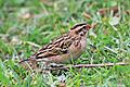 Pin-tailed whydah (Vidua macroura) female