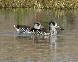 Pink eared duck