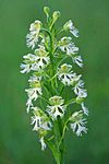 Platanthera leucophaea.jpg