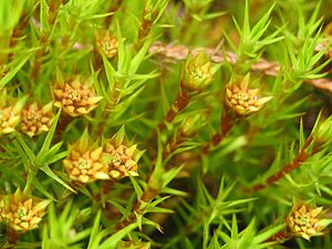 Polytrichum strictum maennchen