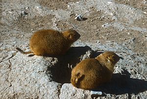 Prairie Dogs, Living Desert Museum