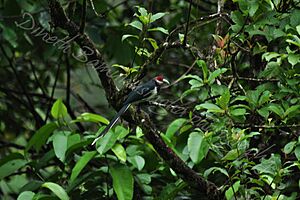 Red Faced Malkoha