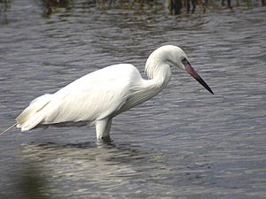 Reddish Egret - white morph