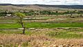 Rice paddies in Madagascar 001