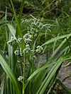 Scirpus hattorianus imported from iNaturalist photo 23082191 on 24 January 2020.jpg