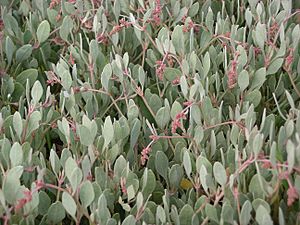 Sea Purslane.jpg