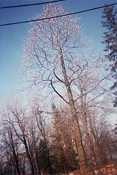 Senneville tuliptree