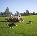 Sheep-Dog-Show