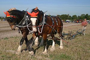 Shire horses ploughing