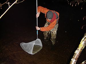 SmeltDipping