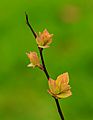 Spiraea japonica 'Goldflame' 06