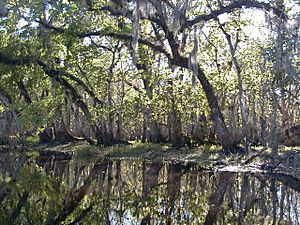 St Johns River